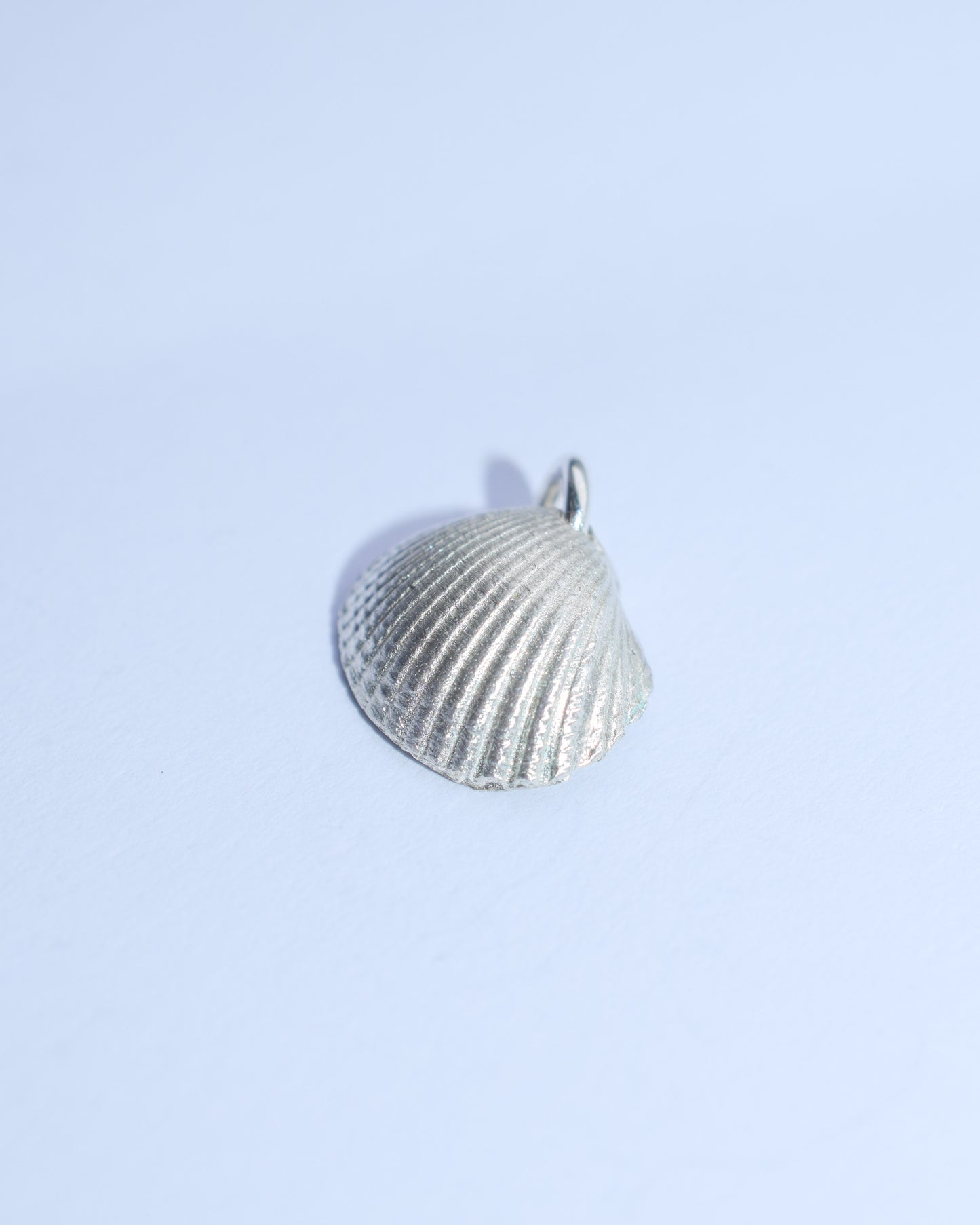 Seashell (medium)